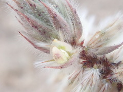 Dalea mollissima