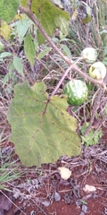 Cucurbitales