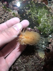 Aeolidia