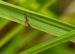 Aedes vexans