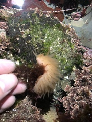 Aeolidia