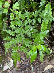 Pteris macilenta