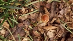 Psilocybe tampanensis