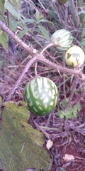 Cucurbitales