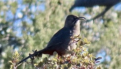 Toxostoma crissale