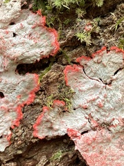 Herpothallon rubrocinctum