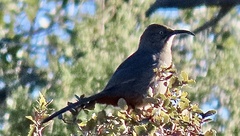 Toxostoma crissale