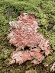 Herpothallon rubrocinctum