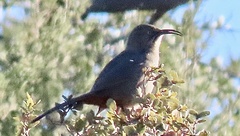 Toxostoma crissale