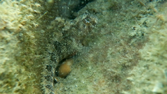 Parablennius tentacularis