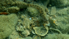 Parablennius tentacularis