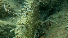 Parablennius tentacularis