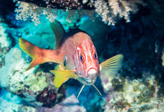 Sargocentron spiniferum