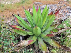 Agave