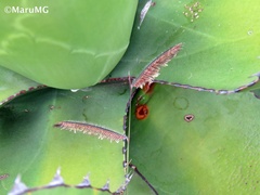 Agave