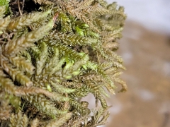 Thamnobryum alleghaniense