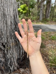 Anchiale austrotessulata