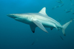 Carcharhinus limbatus