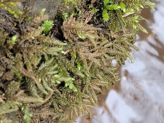 Thamnobryum alleghaniense