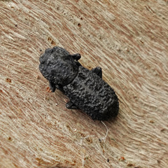 Phloeodes diabolicus