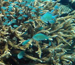 Chromis atripectoralis
