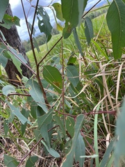 Anchiale austrotessulata