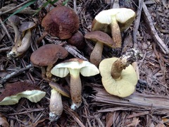 Leccinellum crocipodium