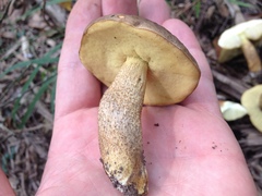 Leccinellum crocipodium