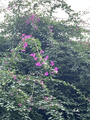 Bougainvillea glabra