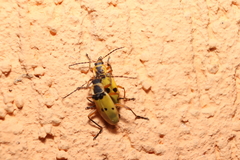 Chauliognathus flavipes