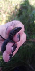 Lepidophyma gaigeae