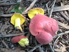 Boletus roodyi