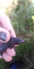 Lepidophyma gaigeae