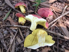 Boletus roodyi