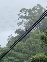 Pericrocotus solaris