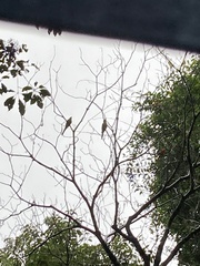 Pericrocotus solaris