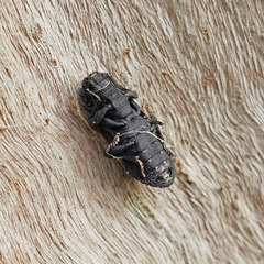 Phloeodes diabolicus