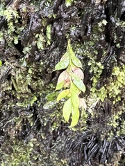 Tmesipteris lanceolata