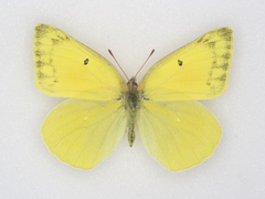 Colias alexandra alexandra