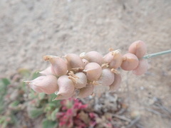 Astragalus magdalenae