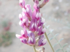 Astragalus magdalenae