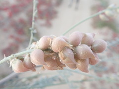 Astragalus magdalenae