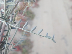 Astragalus magdalenae