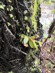 Tmesipteris lanceolata