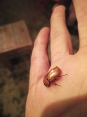 Cyclocephala putrida