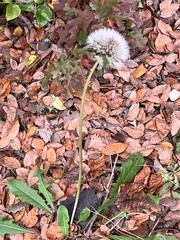 Taraxacum erythrospermum