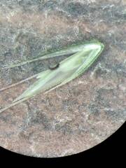 Chloris pycnothrix