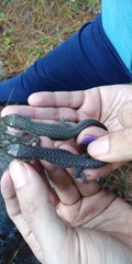 Lepidophyma gaigeae