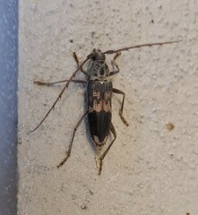 Phoracantha semipunctata