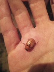 Cyclocephala putrida